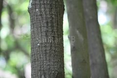Santalum album